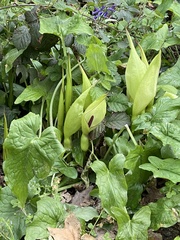 Arum maculatum