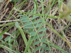 Astragalus laxmannii robustior