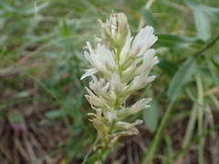 Astragalus laxmannii robustior