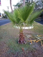 Washingtonia filifera