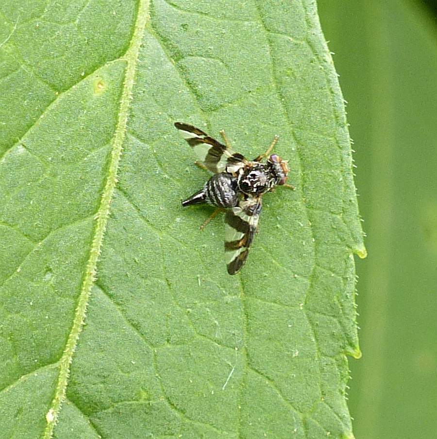 Goldenrod Brussels Sprout Gall Fly