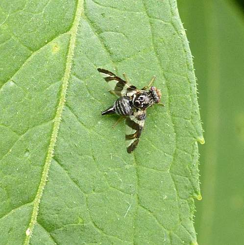 Goldenrod Brussels Sprout Gall Fly