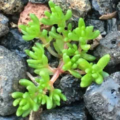 Crassula tillaea