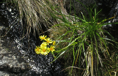 Dolichoglottis lyallii