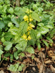 Lamium galeobdolon argentatum
