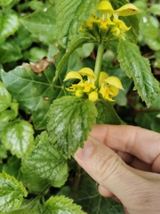 Lamium galeobdolon argentatum