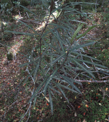 Pseudopanax linearis