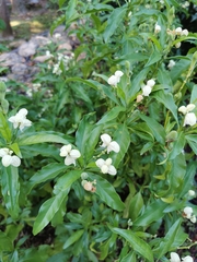 Justicia adhatodoides