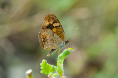 Anthanassa frisia