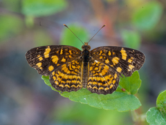 Anthanassa frisia