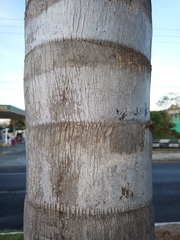 Syagrus romanzoffiana