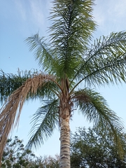 Syagrus romanzoffiana