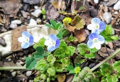Veronica persica