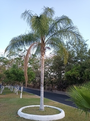 Syagrus romanzoffiana