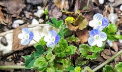 Veronica persica