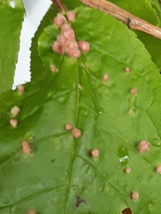 Eriophyes prunianus