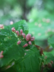 Eriophyes prunianus