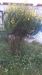 Spartium junceum