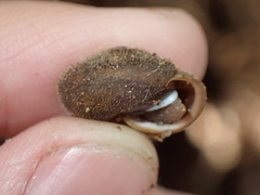 Vespericola armigera