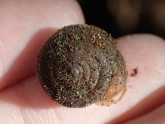 Vespericola armigera