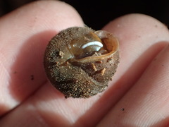 Vespericola armigera