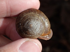 Helminthoglypta exarata