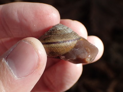 Helminthoglypta exarata