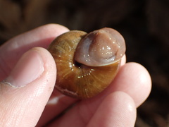 Helminthoglypta exarata