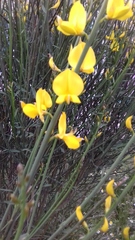 Spartium junceum
