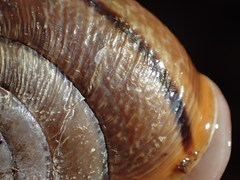 Helminthoglypta exarata