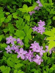Phlox stolonifera