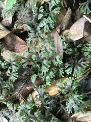 Selaginella doederleinii