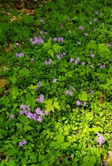 Phlox stolonifera