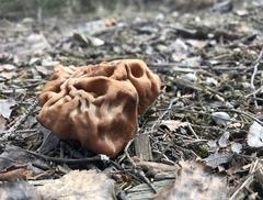Gyromitra gigas