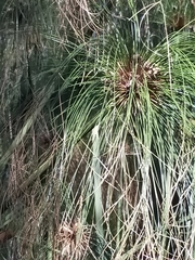 Cyperus papyrus