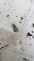 Esperia sulphurella