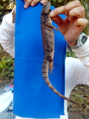 Ctenosaura oaxacana