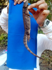 Ctenosaura oaxacana