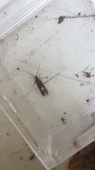 Esperia sulphurella
