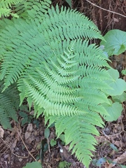 Dryopteris oligodonta