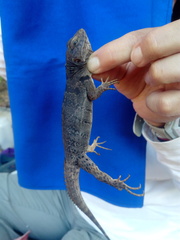 Ctenosaura oaxacana
