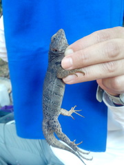 Ctenosaura oaxacana