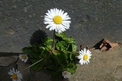 Bellis perennis