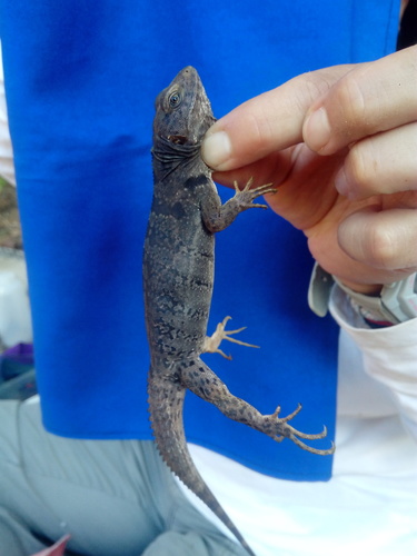 Oaxacan Spiny-tailed Iguana