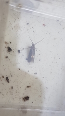 Esperia sulphurella
