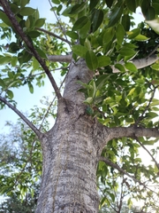Ficus