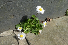 Bellis perennis