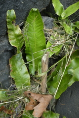 Asplenium scolopendrium