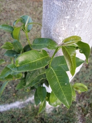 Ficus