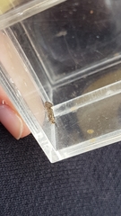 Esperia sulphurella